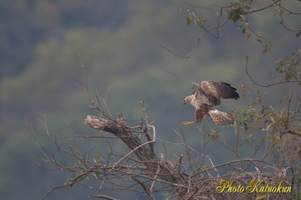 Eastern marsh harrier チュウヒ