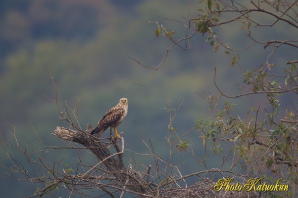 Eastern marsh harrier チュウヒ