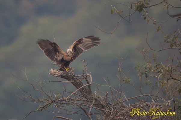 Eastern marsh harrier チュウヒ