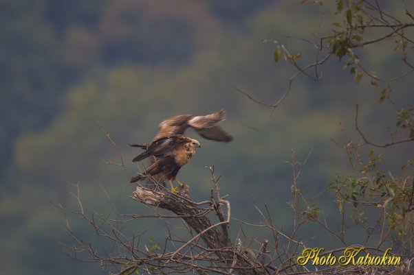 Eastern marsh harrier チュウヒ