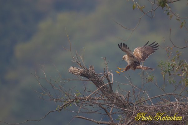 Eastern marsh harrier チュウヒ