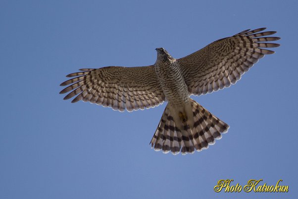 A Crow mobbing Sparrowhawk 