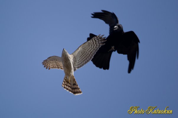 A Crow mobbing Sparrowhawk 