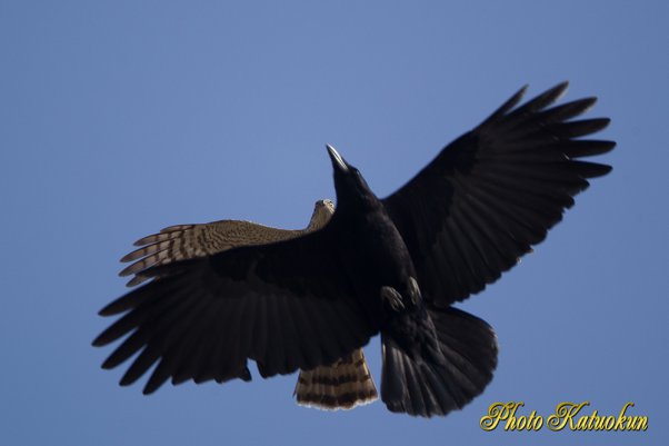 A Crow mobbing Sparrowhawk 