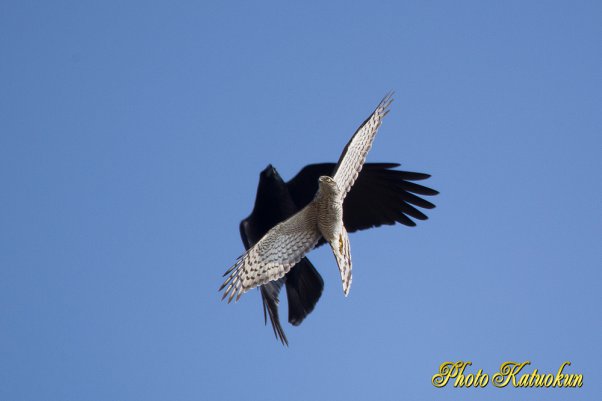 A Crow mobbing Sparrowhawk 