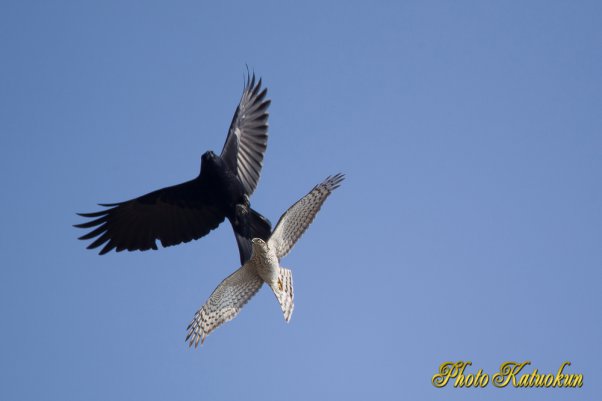 A Crow mobbing Sparrowhawk 
