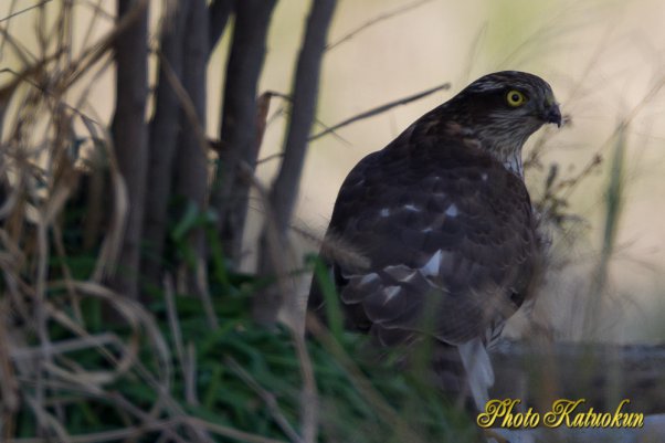 Sparrowhawk  (Photo with trimming)