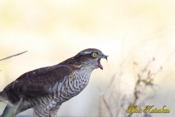 Sparrowhawk  (Photo with trimming)
