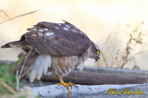 Sparrowhawk  (Photo with trimming)