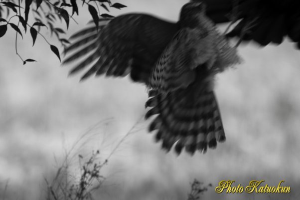 Sparrowhawk  (Photo with trimming)