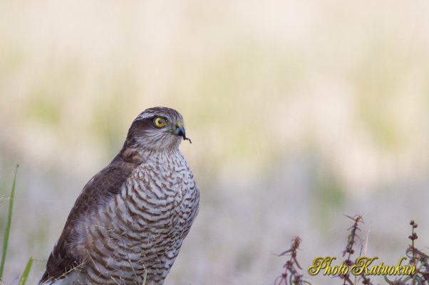 Sparrowhawk  (Photo with trimming)