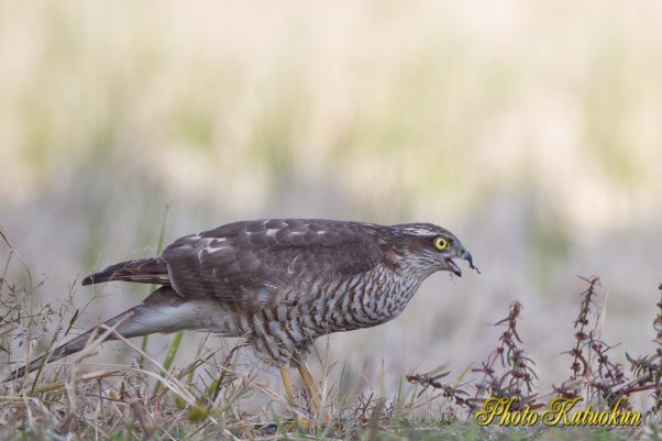 Sparrowhawk  (Photo with trimming)