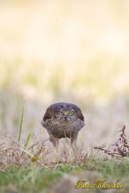 Sparrowhawk  (Photo with trimming)