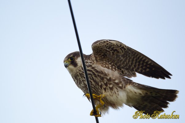 Peregrine Falcon