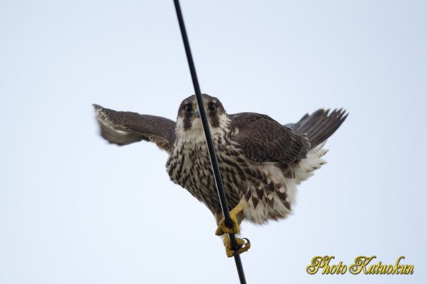 Peregrine Falcon