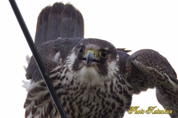 Peregrine Falcon