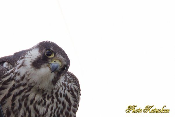 Peregrine Falcon