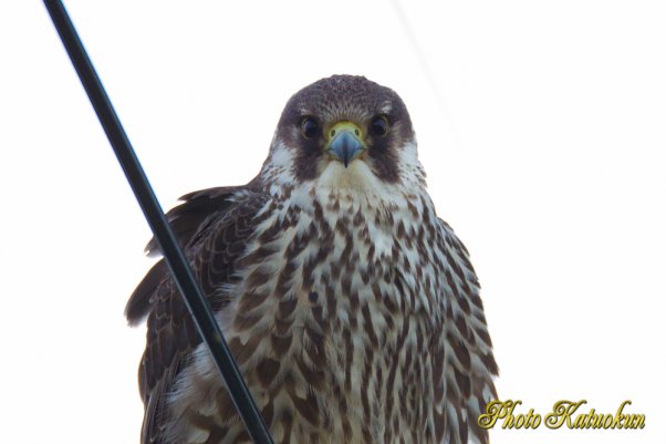 Peregrine Falcon