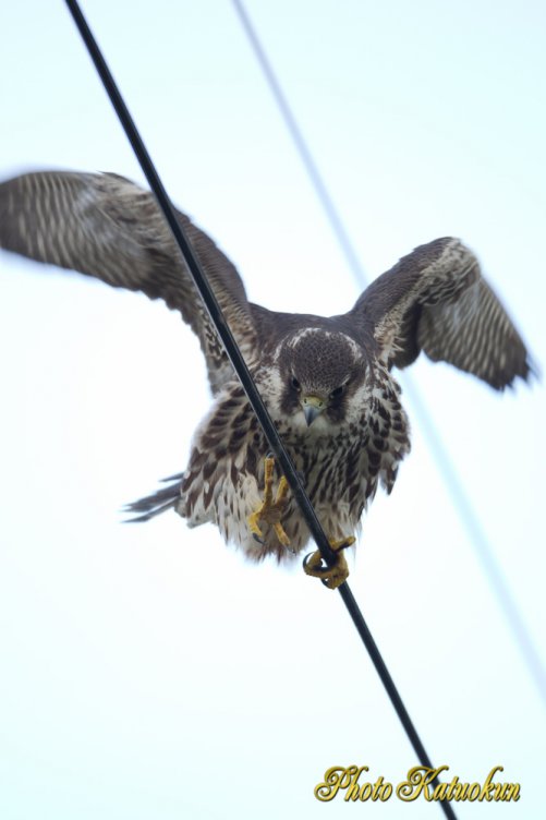 Peregrine Falcon