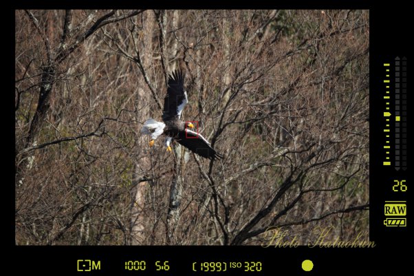 オオワシ　Canon EF800 F5.6L IS USM