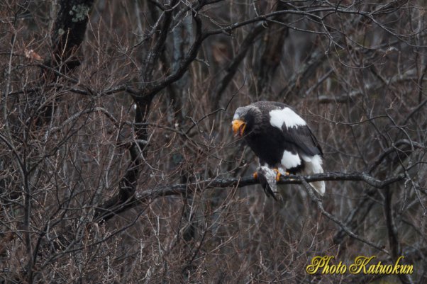 Steller's sea eagle　オオワシ　Canon EF800 F5.6L IS USM