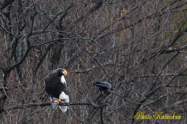 Steller's sea eagle　オオワシ