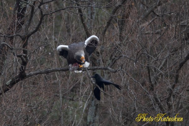 Steller's sea eagle　オオワシ