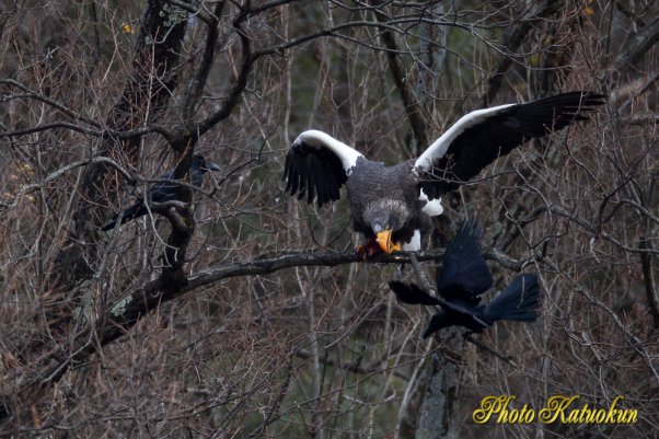 Steller's sea eagle　オオワシ