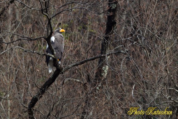 Steller's sea eagle　オオワシ　Canon EF800 F5.6L IS USM