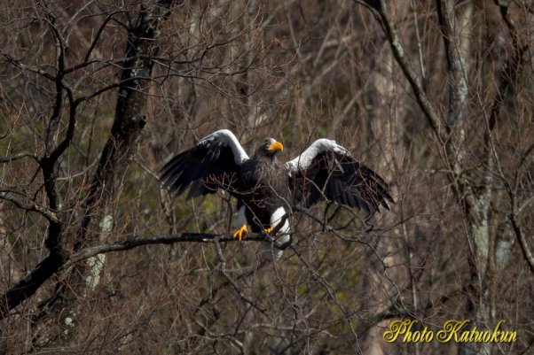 Steller's sea eagle　オオワシ