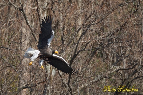 Steller's sea eagle　オオワシ