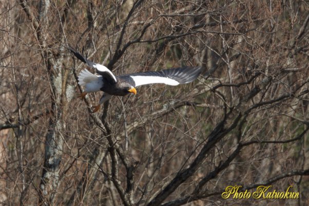 Steller's sea eagle　オオワシ