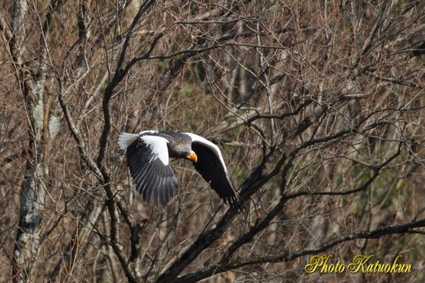 Steller's sea eagle　オオワシ