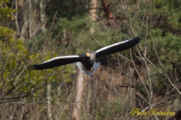 Steller's sea eagle　オオワシ