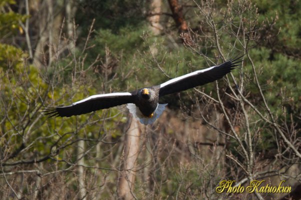 Steller's sea eagle　オオワシ