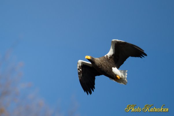 Steller's sea eagle　オオワシ　Canon EF800 F5.6L IS USM