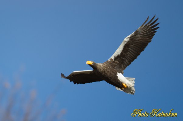 Steller's sea eagle　オオワシ