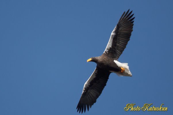 Steller's sea eagle　オオワシ