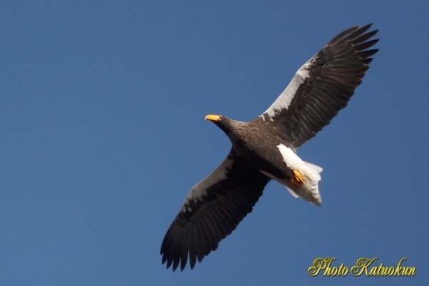 Steller's sea eagle　オオワシ