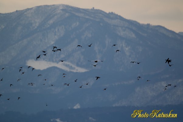 突然のオオワシ出現に驚き　逃げる水鳥　Canon EF800 F5.6L IS USM