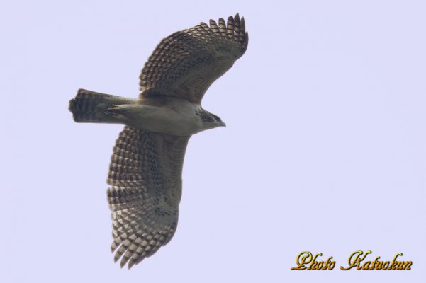 Mountain Hawk-eagle　　　※ Canon EOS-1D Mark IV + EF800 F5.6L IS USM 