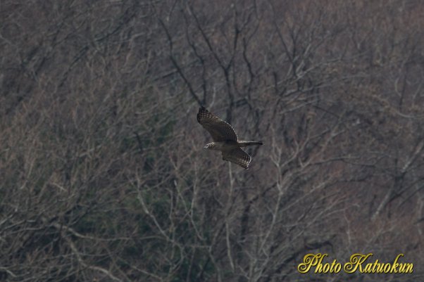 クマタカ　　Mountain Hawk-eagle