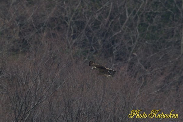 クマタカ　　Mountain Hawk-eagle