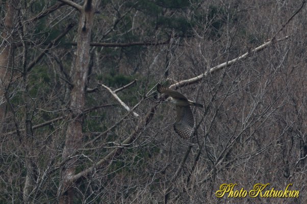 クマタカ　　Mountain Hawk-eagle