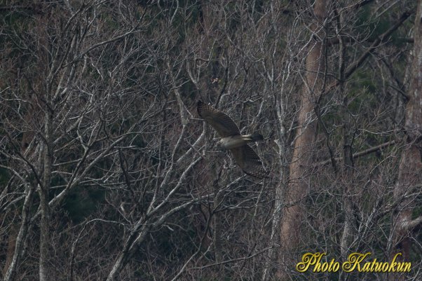クマタカ　　Mountain Hawk-eagle