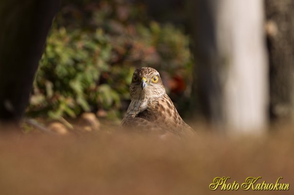 こんな所に居ると必ず事故が起きると思う　はやく山へおかえり　ハイタカ