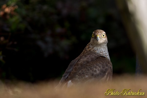 こんな所に居ると必ず事故が起きると思う　はやく山へおかえり　ハイタカ