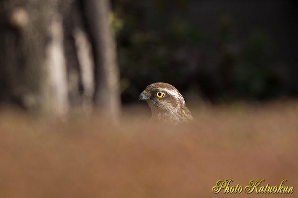 こんな所に居ると必ず事故が起きると思う　はやく山へおかえり　ハイタカ　428