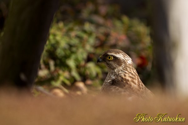 こんな所に居ると必ず事故が起きると思う　はやく山へおかえり　ハイタカ　※トリミング有り