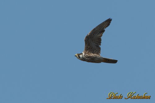 ハヤブサ Peregrine Falcon